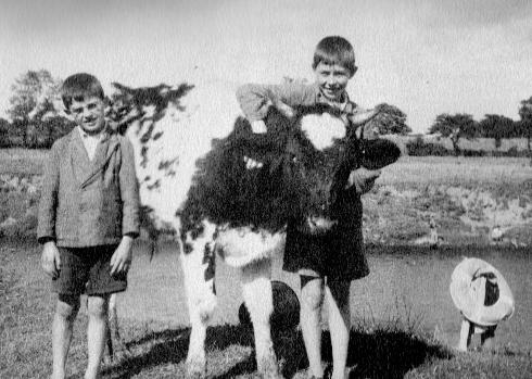 04boyscow.jpg - 38Kb