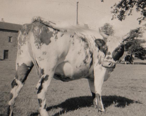 001cow.jpg - 36Kb