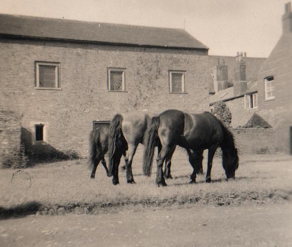 003ponies.jpg - 41Kb