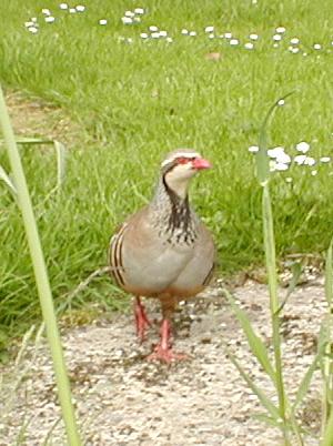 coverpic007.jpg - 28Kb