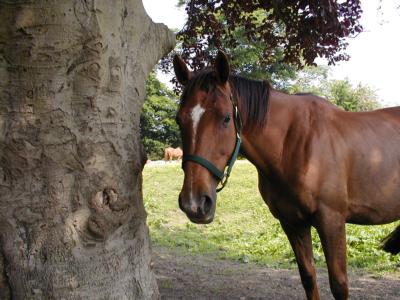 coverpic010.jpg - 27Kb