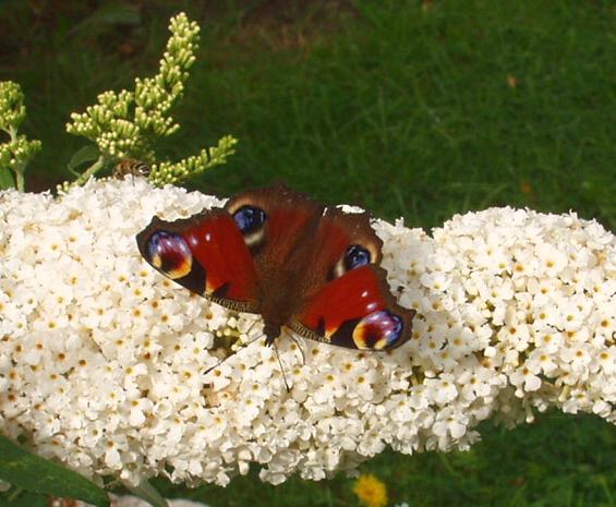 coverpic017.jpg - 49Kb