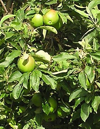 coverpic020.jpg - 49Kb