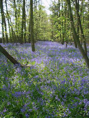 coverpic044.jpg - 46Kb