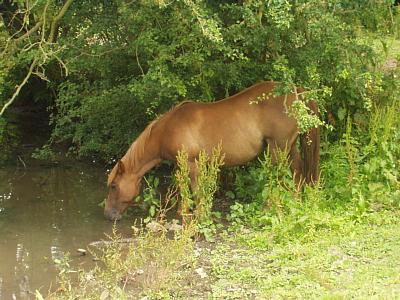 coverpic053.jpg - 36Kb