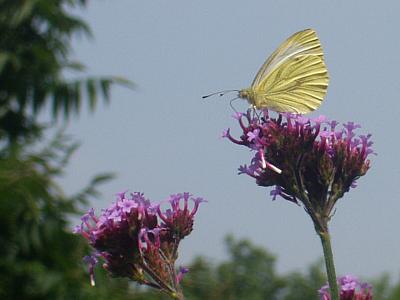 coverpic057.jpg - 15Kb