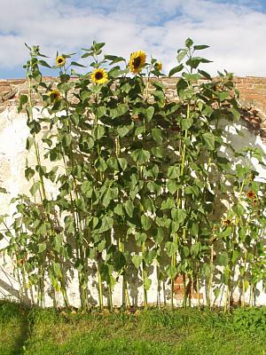 coverpic058.jpg - 42Kb