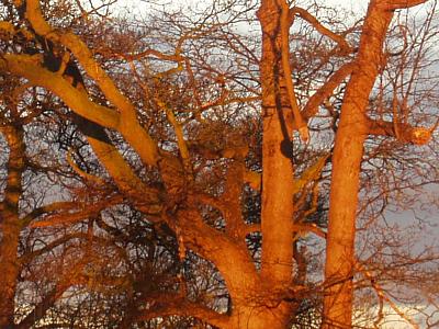 coverpic074.jpg - 40Kb