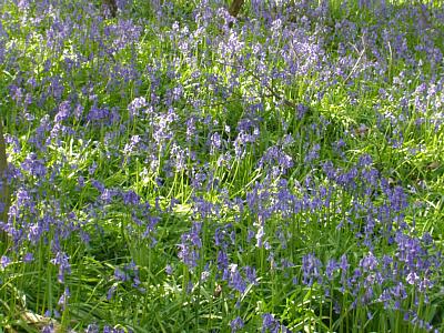 coverpic082.jpg - 48Kb