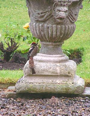 coverpic089.jpg - 37Kb