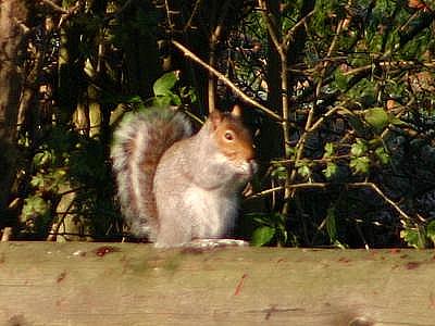 coverpic101.jpg - 23Kb