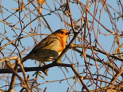 coverpic105.jpg - 36Kb