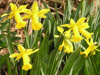 coverpic113.jpg - 33Kb