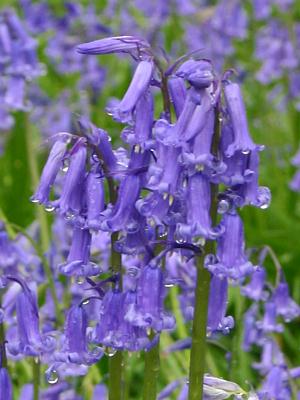 coverpic118.jpg - 23Kb