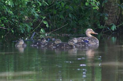 coverpic119.jpg - 21Kb