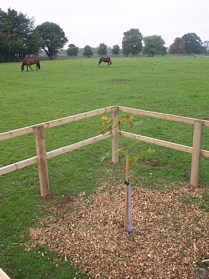 coverpic129.jpg - 31Kb