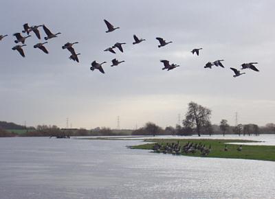 coverpic139.jpg - 13Kb