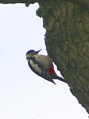 coverpic140.jpg - 12Kb