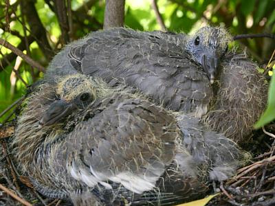 coverpic176.jpg - 33Kb