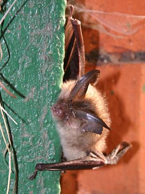 coverpic178.jpg - 26Kb