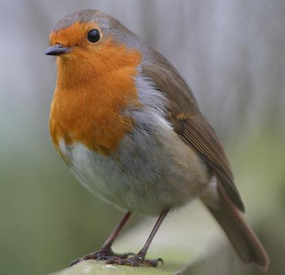 coverpic186.jpg - 15Kb