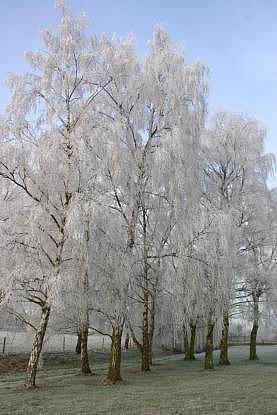 coverpic194.jpg - 25Kb