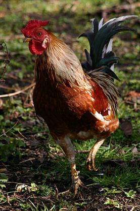 coverpic196.jpg - 31Kb