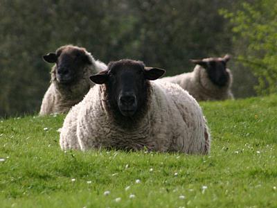 coverpic203.jpg - 21Kb