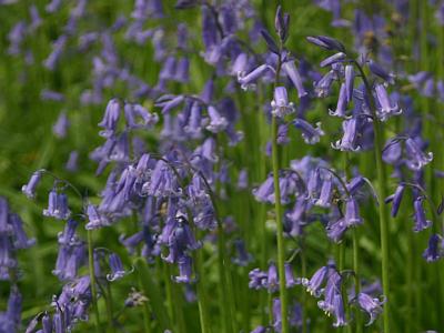 coverpic204.jpg - 23Kb