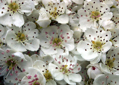 coverpic206.jpg - 69Kb