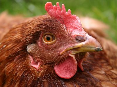 coverpic212.jpg - 24Kb