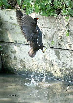 coverpic216.jpg - 38Kb