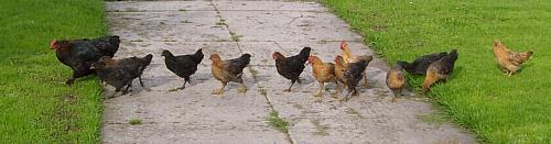 coverpic223.jpg - 17Kb