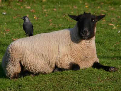 coverpic224.jpg - 25Kb