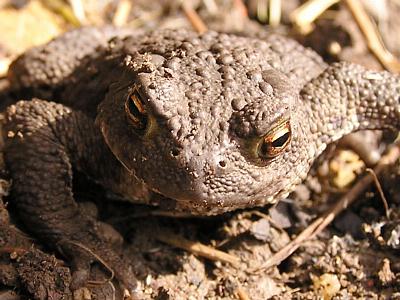 coverpic225.jpg - 32Kb