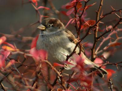 coverpic232.jpg - 20Kb