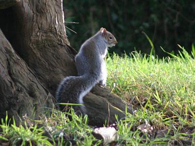 coverpic233.jpg - 29Kb