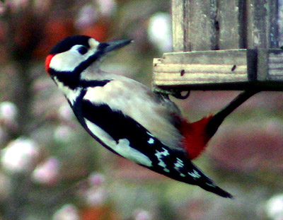 coverpic234.jpg - 65Kb