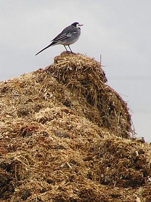 coverpic239.jpg - 34Kb