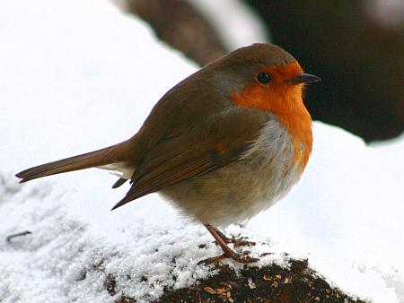 coverpic243.jpg - 22Kb