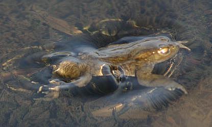 coverpic248.jpg - 15Kb