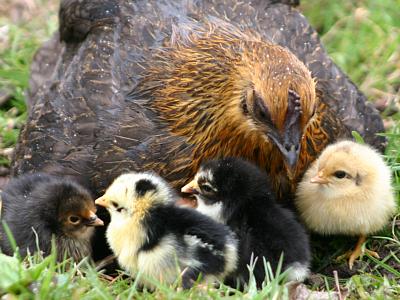 coverpic252.jpg - 31Kb