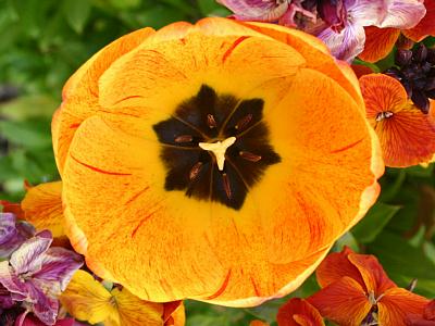 coverpic253.jpg - 26Kb