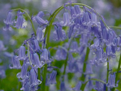 coverpic256.jpg - 19Kb