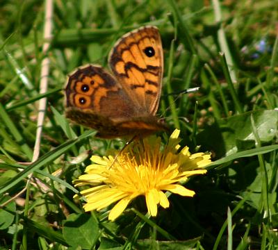 coverpic257.jpg - 32Kb