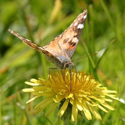 coverpic261.jpg - 26Kb