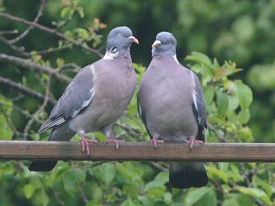 coverpic262.jpg - 21Kb