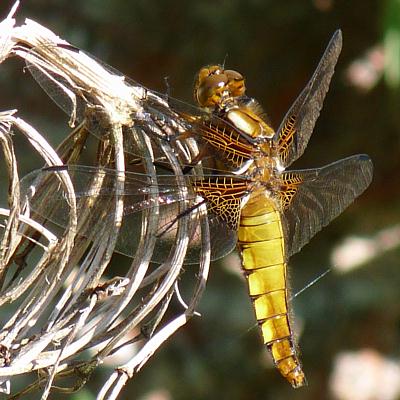 coverpic265.jpg - 37Kb