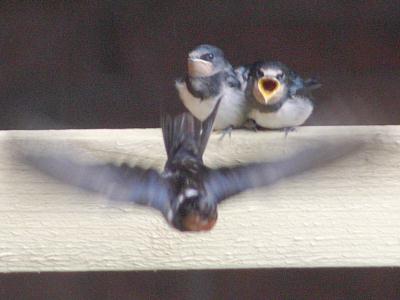 coverpic266.jpg - 15Kb