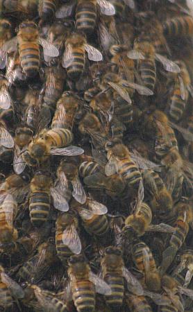 coverpic270.jpg - 29Kb